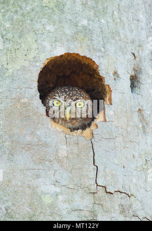 Kubanische Sperlingskauz (Glaucidium siju) im Nest hole, Bermejas, Matanzas Prov. Kuba Stockfoto