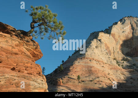 Knorrige Ponderosa Pine (Pinus ponderosa) Zion National Park, Utah, sunrise Stockfoto