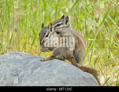 Palmer's Streifenhörnchen (Tamias palmeri) gefährdet, fand nur im Frühjahr in den Bergen, in der Nähe von Nevada Las Vegas - auch als 'Mt bekannt. Charleston Chipmunk'