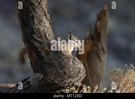 Palmer's Streifenhörnchen (Tamias palmeri) gefährdet, fand nur im Frühjahr in den Bergen, in der Nähe von Nevada Las Vegas - auch als 'Mt bekannt. Charleston Chipmunk'
