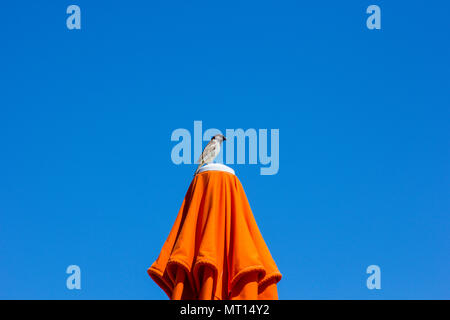 Kleiner Vogel sitzt auf einem Sonnenschirm Stockfoto