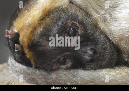 Spider monkey ruht auf einem Felsen Stockfoto