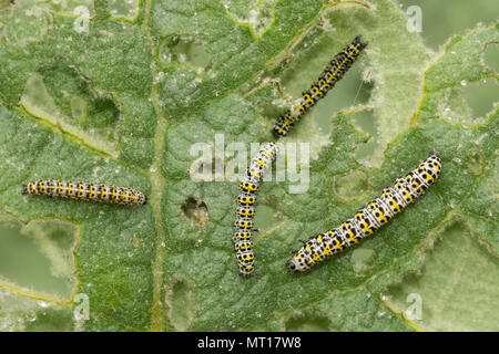 Königskerze motte Larven oder Raupen (Cucullia verbasci) Fütterung auf königskerze Blätter an Denbies Hang, Surrey, Großbritannien Stockfoto