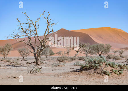 Sossusvlei, Namib, Namibia, Afrika Stockfoto