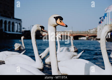 Weiße Schwäne schwimmen auf der Alster Canal in der Nähe der City Hall in Hamburg Stockfoto