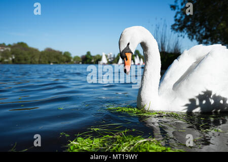 Beautiful White Gnade Schwan auf der Alster an einem sonnigen Tag. Weiße vergnügen Seglern, die im Hintergrund. Hamburg, Deutschland Stockfoto