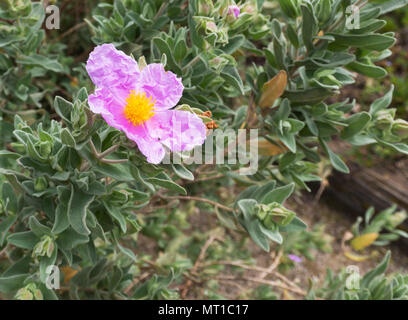 Rock Rose die wilden Blumen. Cistus albidus. Cistrose grau-leaved Bush. Stockfoto