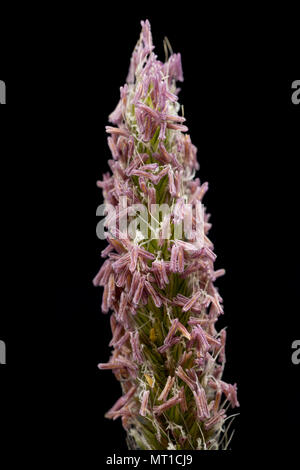 Blühende Wiese fuchsschwanz Alopecurus pratensis, Familie Poaceae, in einem Bereich, in North Dorset gefunden und in einem Studio fotografiert. North Dorset England UK Stockfoto