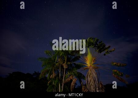 Symmetrische Palme auf einer sternenklaren Nacht Stockfoto