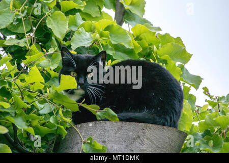 Schwarze und weiße Katze hoch oben in einem Baum Stockfoto