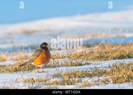 Eine nordamerikanische Robin im Gras mit Schnee herum auf der Suche nach Essen nach einem Schneesturm. North American Robin ist der Zustandvogel von Wisconsi Stockfoto