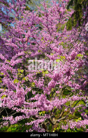 Rosa Blüten der Östlichen Redbud Baum entstehen, bevor die Blätter im Frühjahr bei Dominion Arboretum auf Dow's Lake Ottawa Kanada Stockfoto