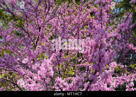 Rosa östlichen Redbud Baum Blumen im Frühling bei Dominion Arboretum auf Dow's Lake Ottawa Kanada Stockfoto