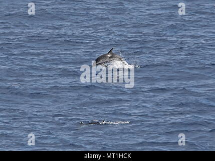 Atlantic Delfin (Stenella frontalis) zwei Erwachsene, ein Sprung aus dem Wasser Atlantik südlich der Kanarischen Inseln kann entdeckt Stockfoto