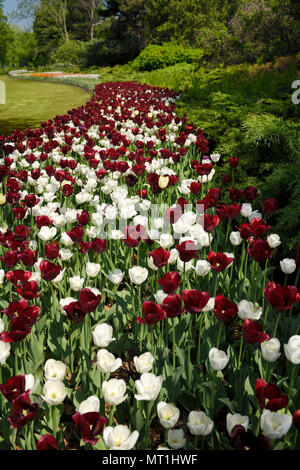 Weiß Royal Jungfrau und Dunkelrot Paul Scherer Triumph Tulpe Blumen am kanadischen Tulip Festival Kommissare Park Ottawa Kanada Stockfoto