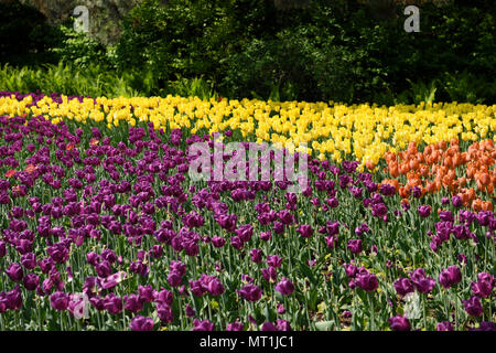 Lila Passionale gelb Starke Gold und Orange Balloon Tulpen mit Farnen im Frühjahr, die gegen die Kommissare Park während des kanadischen Tulip Festival Ottawa Stockfoto