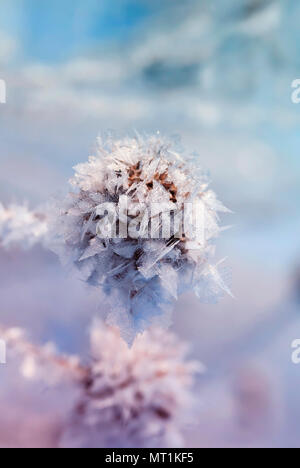 Klette Samen mit weißen glänzenden frost Kristalle im Winter Weihnachten Park abgedeckt Stockfoto