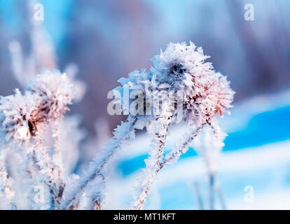 Wunderschöne Pflanze Samen Klette mit Weiß glänzende Kristalle von Frost im Winter Weihnachten Park in zarten Farben abgedeckt Stockfoto
