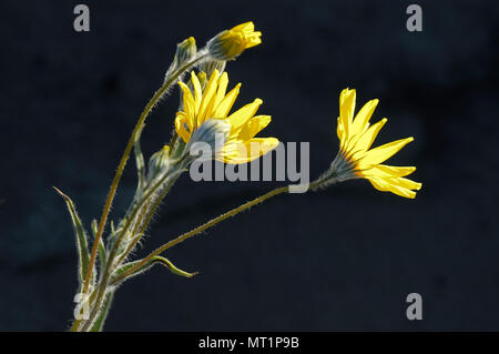 Henderson Canyon Rd., Wüste, Sonnenblumen, Gerea canescens, Anza-Borrego Desert State Park, CA 050213 2158 Stockfoto