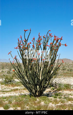 Ocotillo, Fouquieria splendens, Hawk Canyon, Anza-Borrego Desert State Park, CA 050312 2222 Stockfoto