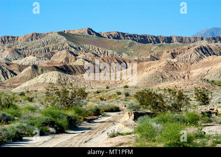 Kreosot Bush, Cheesebush, Sedimentgestein, Schriften Punkt von unten im Regenbogen Waschen, Borrego Badlands, Anza-Borrego Desert State Park, 050312 2265 Stockfoto