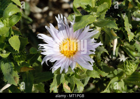 Mojave Aster, Xylorhiza tortifolia, Rainbow Waschen, Borrego Badlands, Anza-Borrego Desert State Park, CA 050312 2257 Stockfoto