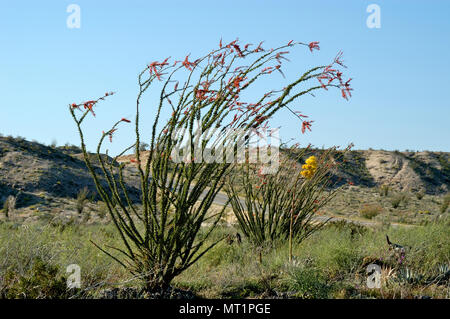 Jahrhundert Pflanze, Agave Americana, Ocotillo, Fouquieria splendens, San Felipe Waschen, Borrego Badlands, Anza-Borrego Desert State Park, CA 050312 2269 Stockfoto