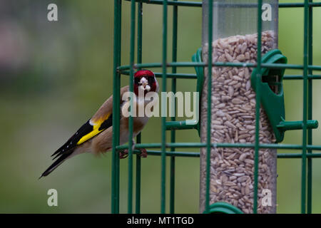 Stieglitz Carduelis carduelis Alleinstehenden auf Eichhörnchen Nachweis Saatgut Einzug. Britische Inseln Stockfoto