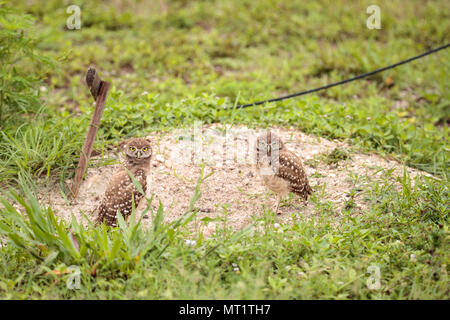 Familie mit Baby Grabens der Eulen Athene cunicularia außerhalb eine Höhle auf Marco Island, Florida gehockt Stockfoto