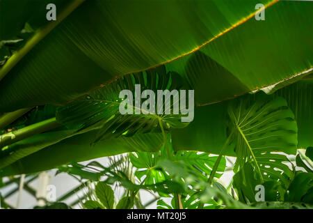 Tropical Banana Leaf, Monstera Blätter mit Textur. Abstrakte Muster, Natürliche exotische grüner Hintergrund Stockfoto