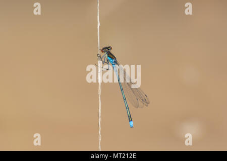 Red-eyed damselfly (Erythromma najas) in Hampshire, Großbritannien Stockfoto