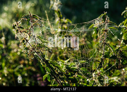 Spinnennetz auf dem grünen Rasen in den frühen Morgenstunden Stockfoto