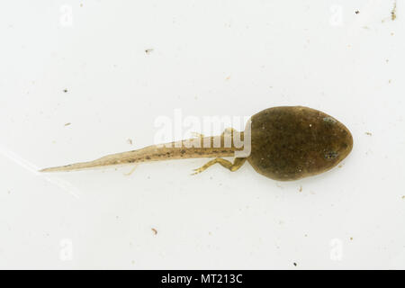 Kaulquappe Grasfrosch (Rana temporaria), die hinterbeine Entwicklung der Extremitäten. Metamorphose bei Amphibien. Stockfoto