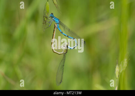 Passende paar gemeinsame Blau damselflies (Enallagma cyathigerum) Stockfoto