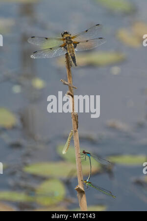 Eine beliebte Dragonfly Barsch mit einer Vielzahl von Libellen und Damselflies und exuvia in einem Teich in Hampshire, Großbritannien Stockfoto