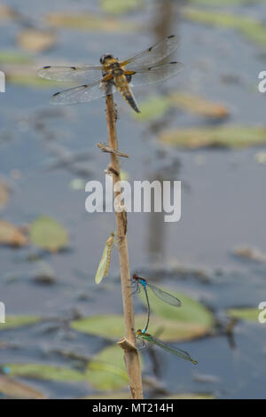 Eine beliebte Dragonfly Barsch mit einer Vielzahl von Libellen und Damselflies und exuvia in einem Teich in Hampshire, Großbritannien Stockfoto