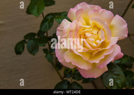 Nahaufnahme einer rosa-gelb Frieden Rose, wie Rosa Madame A. Meilland. große Blütenblätter gelb Creme Farbe mit rosa Rändern bekannt. dunkelgrüne Blätter in zurück Stockfoto