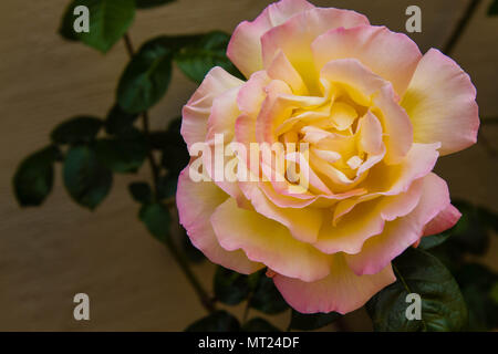 Nahaufnahme einer rosa-gelb Frieden Rose, bekannt als Rosa Madame A. Meilland. Die Blume füllt den Rahmen. großen Blütenblätter gelb Creme Farbe mit rosa Rändern Stockfoto