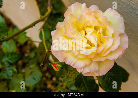 Nahaufnahme einer rosa-gelb Frieden Rose, bekannt als Rosa Madame A. Meilland. Die Blume füllt den Rahmen. großen Blütenblätter gelb Creme Farbe mit rosa Rändern Stockfoto