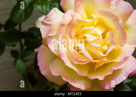 Nahaufnahme einer rosa-gelb Frieden Rose, bekannt als Rosa Madame A. Meilland. Die Blume füllt den Rahmen. großen Blütenblätter gelb Creme Farbe mit rosa Rändern Stockfoto