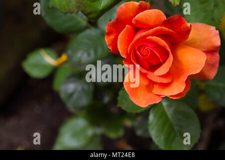 Nahaufnahme einer Orange Gelb Sunblaze rose. Blume ist auf der linken Seite des Rahmens mit dunkelgrünen Blätter im Hintergrund Stockfoto