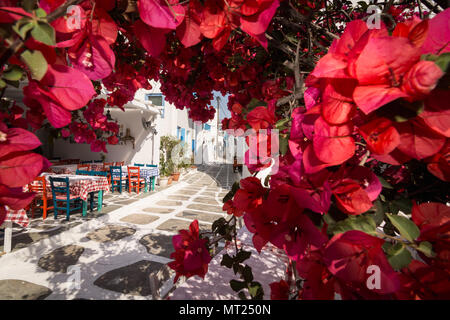 MYKONOS, Griechenland - Mai 2018: Blick über die alte Straße mit Kopfsteinpflaster in Mykonos Stadt Bezirk kleine Venedig durch Bougainvillea Bush in der Blüte. Stockfoto