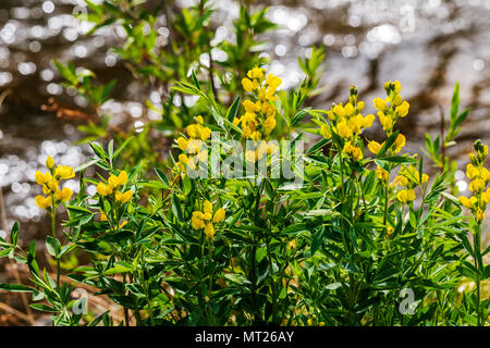 Golden Banner; THERMOPSIS Montana; Wildblumen in voller Blüte; Vandaveer Ranch; Salida; Colorado; USA Stockfoto