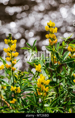 Golden Banner; THERMOPSIS Montana; Wildblumen in voller Blüte; Vandaveer Ranch; Salida; Colorado; USA Stockfoto