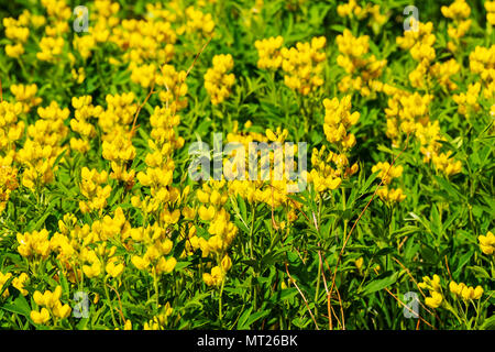 Golden Banner; THERMOPSIS Montana; Wildblumen in voller Blüte; Vandaveer Ranch; Salida; Colorado; USA Stockfoto