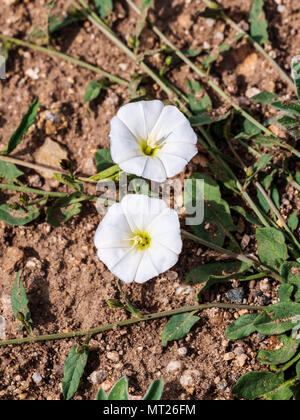 Morning Glory; Acker-winde; Convolvulus arvensis; Convolvulaceae; im Frühling blühen; zentrale Kolorado Ranch Stockfoto