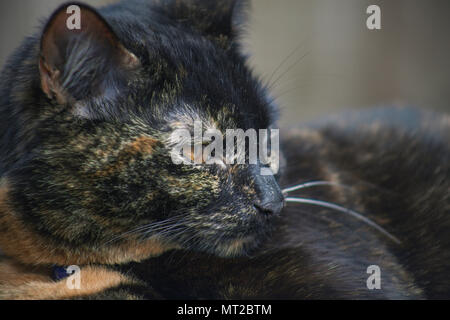 Cute schildpatt Katze sich im Freien genießen. Stockfoto