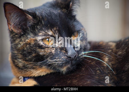 Cute schildpatt Katze sich im Freien genießen. Stockfoto