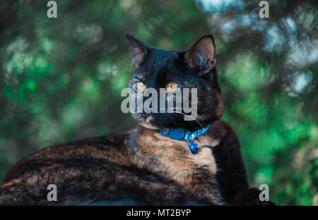 Cute schildpatt Katze sich im Freien genießen. Stockfoto
