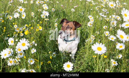 Cobham, Kent, Vereinigtes Königreich. 27. Mai, 2018. 8 Jahre alten Jack Russell und Corgi genannt enrage Rolo, von Battersea zuhause gefunden, dargestellt in einem Feld voller Gänseblümchen in Cobham in Kent. Rob Powell/Alamy leben Nachrichten Stockfoto